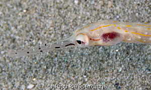 pipefish by Rico Besserdich 